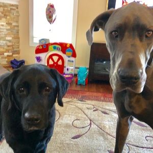 Meet your Posher, Raven